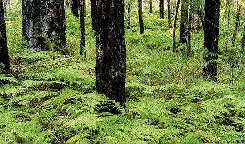 River Walk - Redcliffe Tourism 2