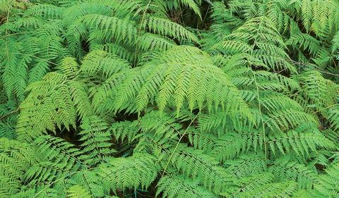 Boonoo Boonoo National Park - Redcliffe Tourism 1