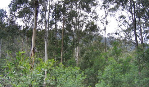 Bangadilly National Park - Redcliffe Tourism 1