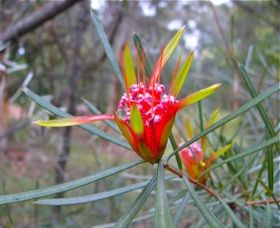 Glenbrook NSW Redcliffe Tourism