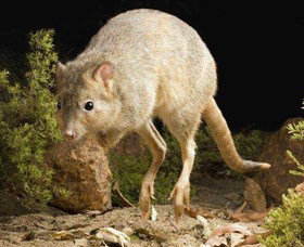 Kanyana Wildlife Rehabilitation Centre - Redcliffe Tourism 0