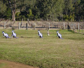 Wollombi Wines - Redcliffe Tourism 5