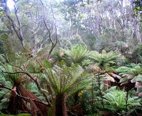 Pegarah Private Nature Reserve & Parenna Place - Redcliffe Tourism 1