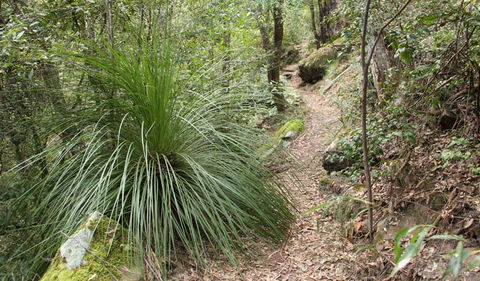 Dharug National Park - Redcliffe Tourism 2