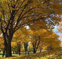 Centennial Park at Cooma - Redcliffe Tourism