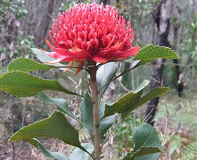 Olney State Forest - Watagan Mountains - Redcliffe Tourism 1