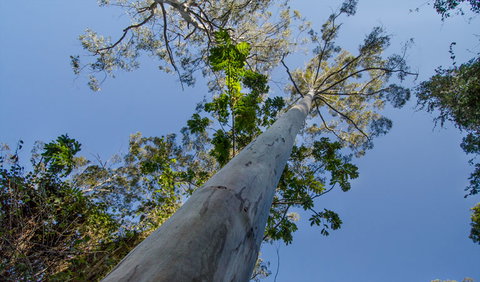 Basin Loop Track - Redcliffe Tourism 2