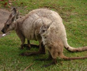 Forest Of Tranquillity - Australian Rainforest Sanctuary - Redcliffe Tourism 1