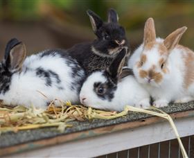 Amazement Farm And Fun Park / Cafe And Farmstay Accommodation - Redcliffe Tourism 2