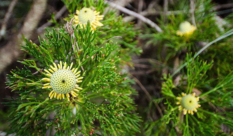 Mount Keira NSW Redcliffe Tourism
