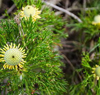 Illawarra lookout walking track - Redcliffe Tourism