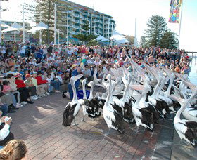 Pelican Feeding - Redcliffe Tourism 0