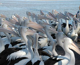 Pelican Feeding - Redcliffe Tourism 2