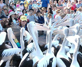 Pelican Feeding - Redcliffe Tourism 1