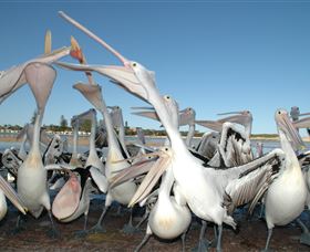 Pelican Feeding - Redcliffe Tourism 3