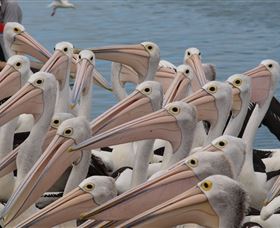 Pelican Feeding - Redcliffe Tourism 4