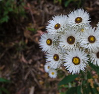 Hastings Forest Way touring route - Redcliffe Tourism