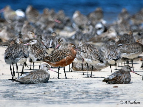 Cooloola Nature - Redcliffe Tourism 0
