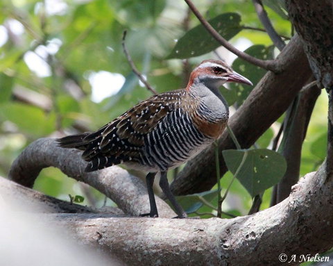 Cooloola Nature - Redcliffe Tourism 1