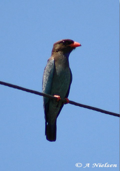 Cooloola Nature - Redcliffe Tourism 2