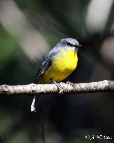 Cooloola Nature - Redcliffe Tourism 4
