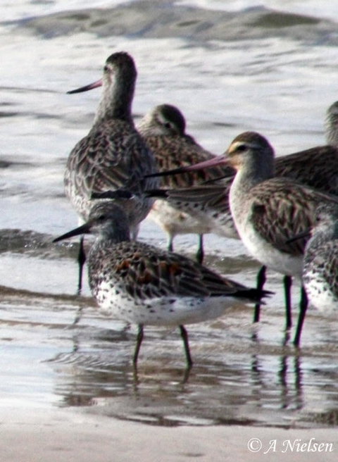 Cooloola Nature - Redcliffe Tourism 5