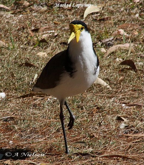 Cooloola Nature - Redcliffe Tourism 6