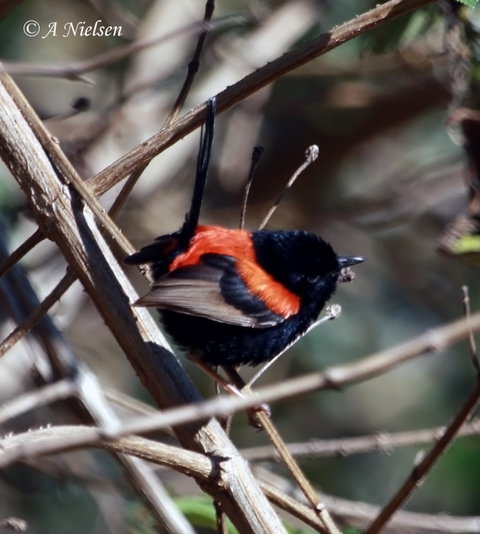 Cooloola Nature - Redcliffe Tourism 7