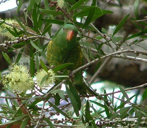 Cooloola Nature - Redcliffe Tourism 8
