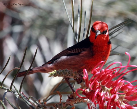 Cooloola Nature - Redcliffe Tourism 9