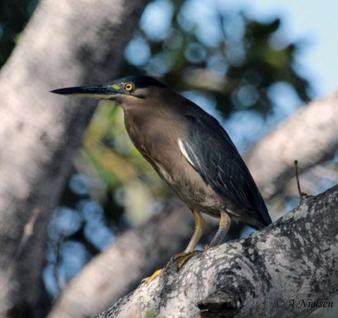 Cooloola Nature - Redcliffe Tourism 10