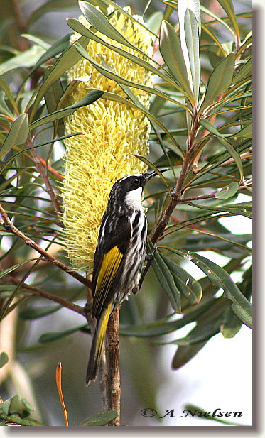 Cooloola Nature - Redcliffe Tourism 11