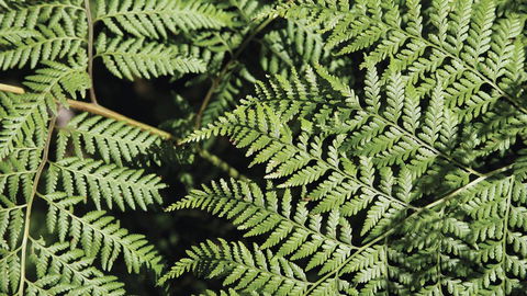 Glenrock State Conservation Area - Redcliffe Tourism 3