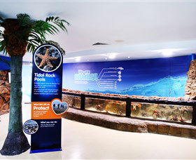 Sea Life Sunshine Coast - Redcliffe Tourism 2
