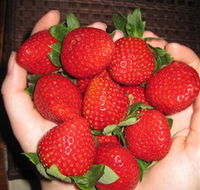 The Strawberry Farm - Redcliffe Tourism