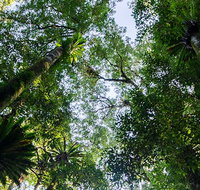 Botanic walk - Redcliffe Tourism