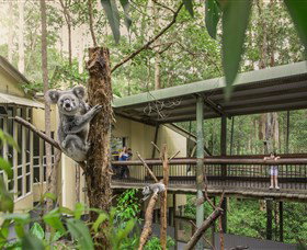 Daisy Hill Koala Centre - Redcliffe Tourism 0