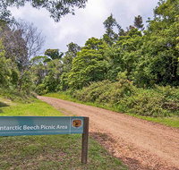 Antarctic Beech picnic area - Redcliffe Tourism