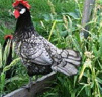 Merry Maidens Veggies - Redcliffe Tourism