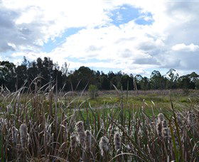 Jabiru Geenbeebeinga Wetlands - Redcliffe Tourism 1