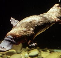 Platypus Pool - Redcliffe Tourism