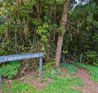 Falcorostrum loop walking track - Redcliffe Tourism