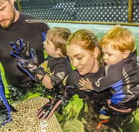 Irukandji Shark and Ray Encounters - Redcliffe Tourism