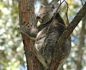 Tilligerry Habitat State Reserve - Redcliffe Tourism 1