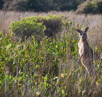 Murramarang Aboriginal Area walking track - Redcliffe Tourism