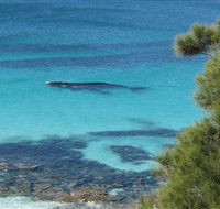 Jervis Bay Marine Park - Redcliffe Tourism