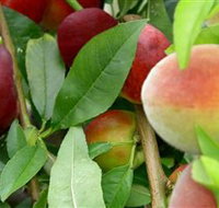 Fruit Salad Tree Company - Redcliffe Tourism