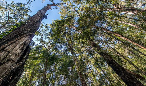 Brimbin Nature Reserve - Redcliffe Tourism 3