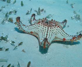 The Pines Dive Site - Redcliffe Tourism 0