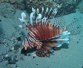 The Pines Dive Site - Redcliffe Tourism 1